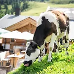 Balbach Alm Oetz